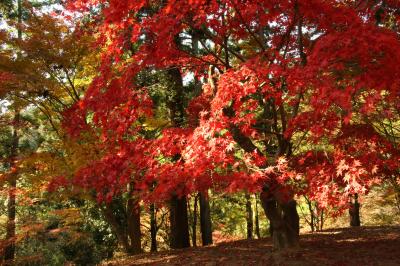 旅するイルカ♪　紅葉狩り　兵庫県　原不動滝、最上山公園へ