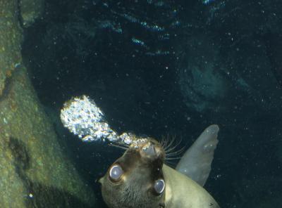 あしかと遊ぶ、LA PAZ(ラパス)ダイビング旅行記その1