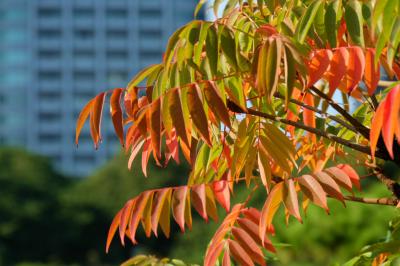 ２０１４　秋　浜離宮恩賜公園　少しの紅葉の頃　下