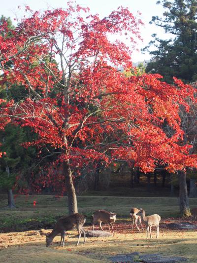 秋の奈良をちょっぴり散歩しました ♪        30分だけ“しまかぜ”にも乗りました！