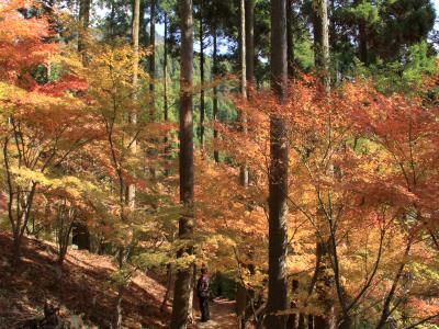 肥前路紅葉狩りの旅　（環境芸術の森編）　3−2