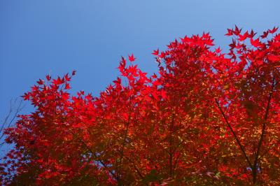イルミネーションと紅葉を満喫「るり渓温泉」