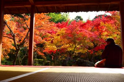 そうだ 京都、行こう。～圓光寺の紅葉を見に～