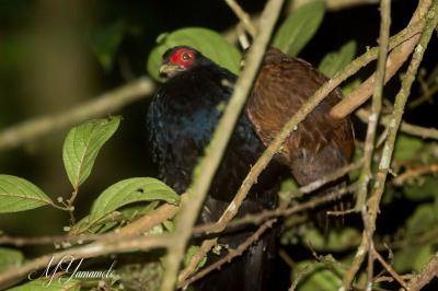 シンガポールとスマトラ探鳥記no3