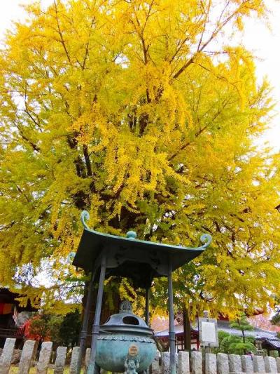 足利学校・国宝鑁阿寺の紅葉