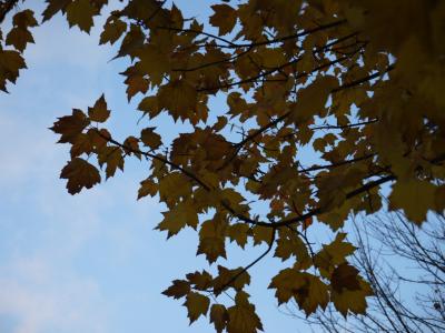 秋旅’１４　バンクーバーの紅葉