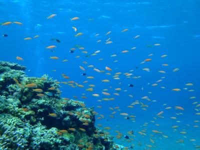 また石垣??一週間前に決まったもんで弾丸ダイビング