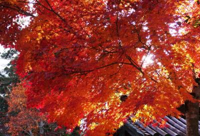 丹波篠山の紅葉