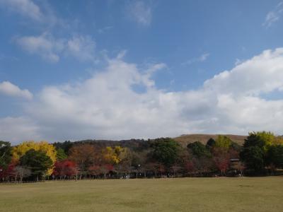 見ごろの紅葉 ぶらり 奈良公園2014