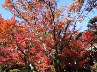 2014年11月　佐賀　九年庵の紅葉と呼子でイカ料理