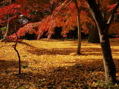 紅葉を求めて・・・京都散歩♪