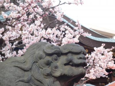 湯島天神梅まつり