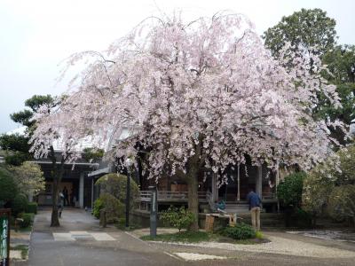 谷中で花見