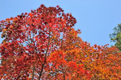 筑波山へ紅葉狩りo(*ﾟ∀ﾟ*)o｡･:*:･ﾟ’☆,｡･:*: が・・・筑波山は日本百名山の一つです！という事は･ﾟ･(；´ﾟдﾟ)ゞ･ﾟ･ぁゎゎ･･