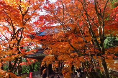 琵琶湖ぐるっと一周 ～ 紅葉ドライブ　～　２日目は。。。“永源寺と教林坊の紅葉を愛でました～”