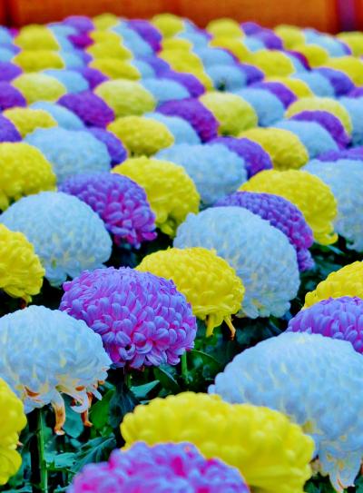 新宿御苑-8　菊花壇展8/8　大菊花壇　厚物と厚走り　☆手綱植えの技巧で配列
