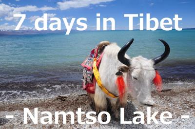7 days in Tibet22★ナムツォ湖★天の湖とヤク！