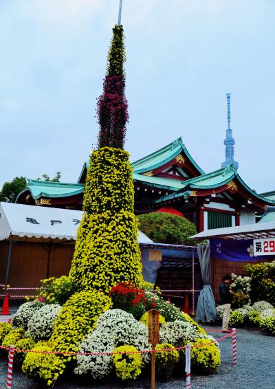 亀戸天神社-2　菊飾りの東京スカイツリーも　☆天空樹の見える境内で