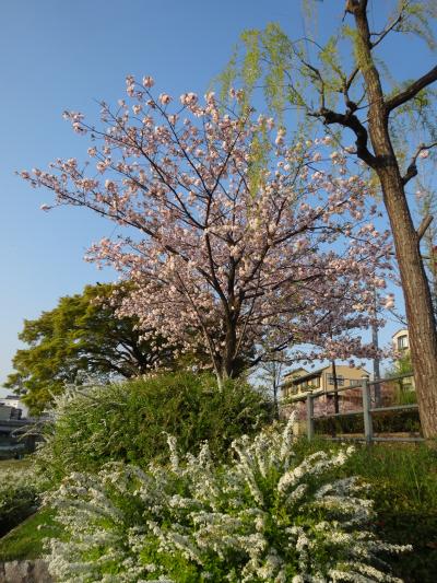 今年も京都の桜の時期に・・・3