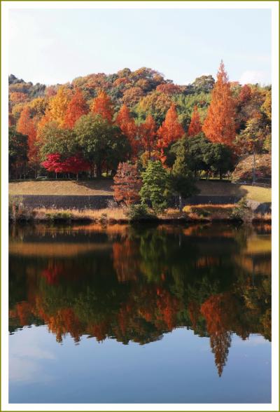 Solitary Journey ［1479］ 晩秋、山々の紅葉もそろそろ終盤になってきたようです。＜憩いの森公園もみじ谷＆鏡山公園＞広島県東広島市