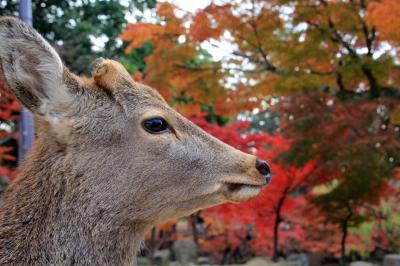 紅葉の京都・奈良旅行