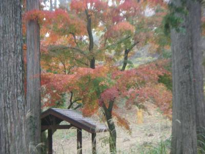 紅葉には少し早いが人出はあった高尾山エリアー1/2　（小仏峠→高尾山）