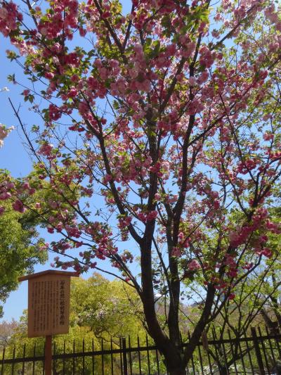 今年も桜の時期に京都へ･･･５