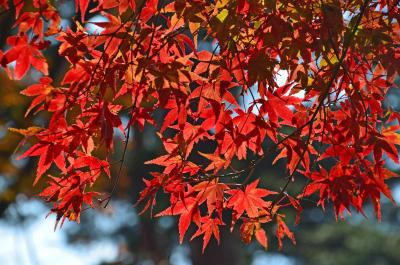 修善寺で紅葉を見てきました 2014.11.24 =1.修禅寺自然公園もみじ林=