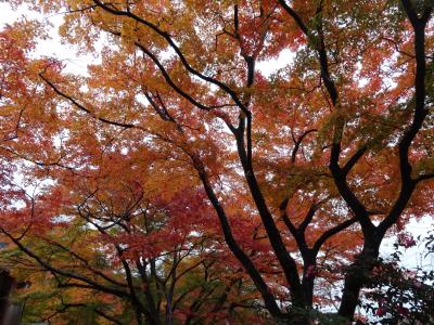 2014・秋・養老公園の紅葉