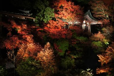 ライトアップされた紅葉を見に毘沙門堂へ