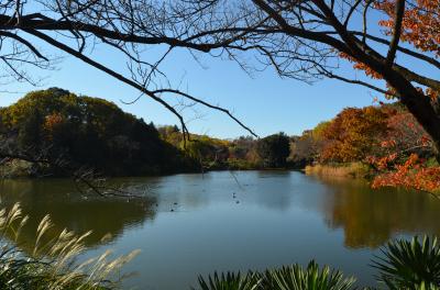 横浜の紅葉　２０１４　三ッ池公園、三溪園、馬場花木園