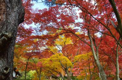 修善寺で紅葉を見てきました 2014.11.24 =4.虹の郷・日本庭園～伊豆の村=