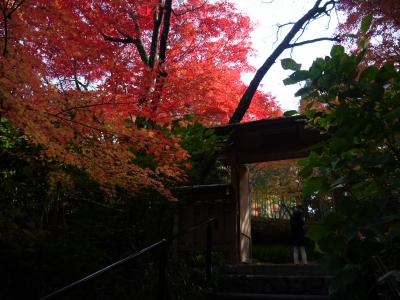 そうだ京都、行こう～2014ポスターの源光庵へ行きたいと急遽鷹峯エリアへ