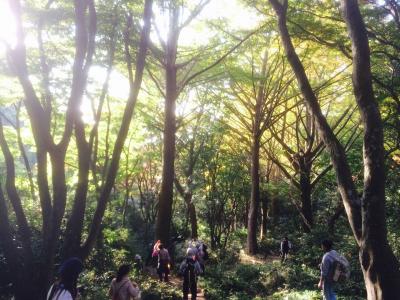 「紅葉×鎌倉」秋の鎌倉天園ハイキングコースを歩く！