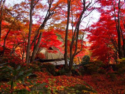 とても美しい紅葉、滋賀の教林坊