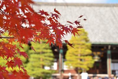 ２０１４年11月宝筐院・清涼寺・鹿王院