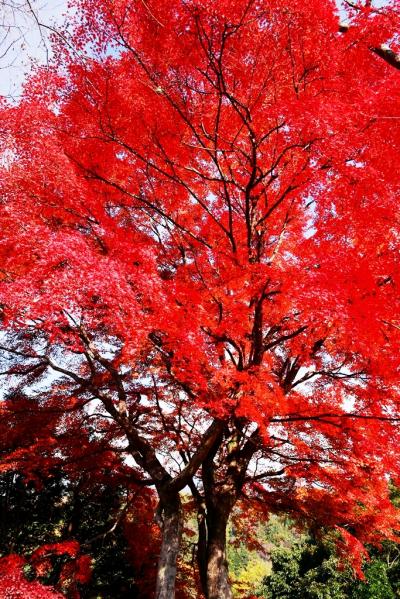 岡城の紅葉2014