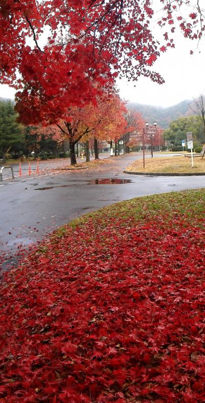 岡山大学構内の紅葉八景（2014年版　位置情報つき）