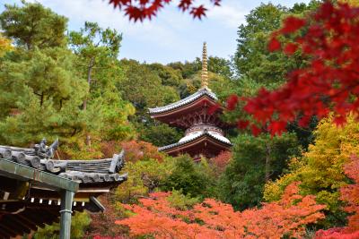２０１４年11月今熊野観音寺・来仰院・泉涌寺