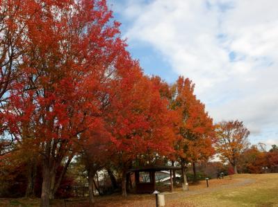 芸術の秋　瀬戸と名古屋の美術館巡り　そして紅葉も♪
