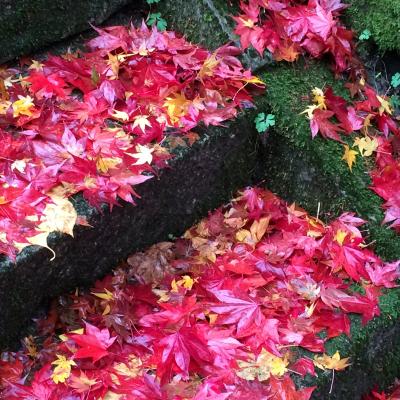 ご近所旅 2014秋 京都山寺編 金蔵寺・大原野神社・宇治平等院