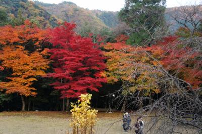 2014.11 近江・若狭の寺社・紅葉⑤～神宮寺・萬徳寺