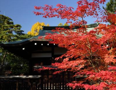 錦繍の京都　御室から金閣寺