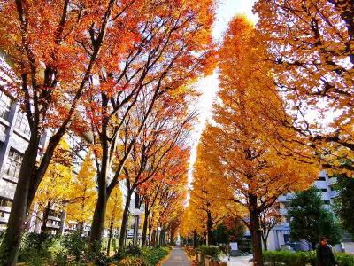 早稲田大学理工学部いちょう通り・戸山公園の紅葉