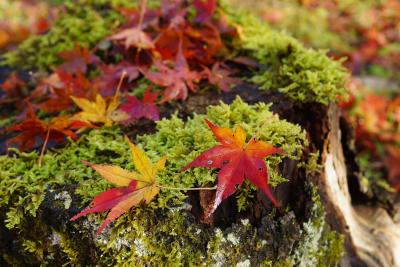 修善寺自然公園 紅葉に見入る