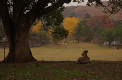 2014年、錦秋を迎えた奈良公園で奈良コミュオフ会