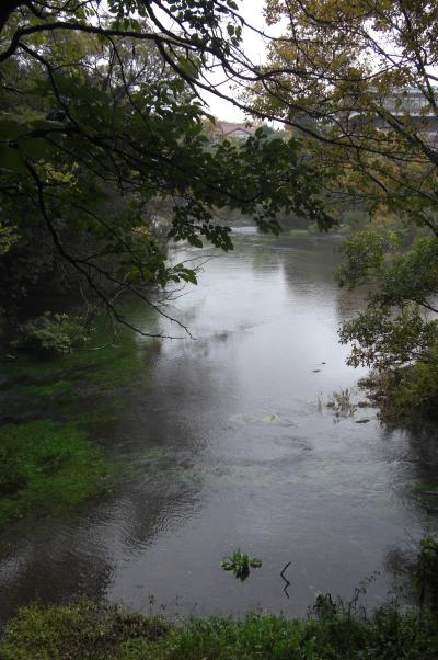 神秘の富士湧水、柿田川公園