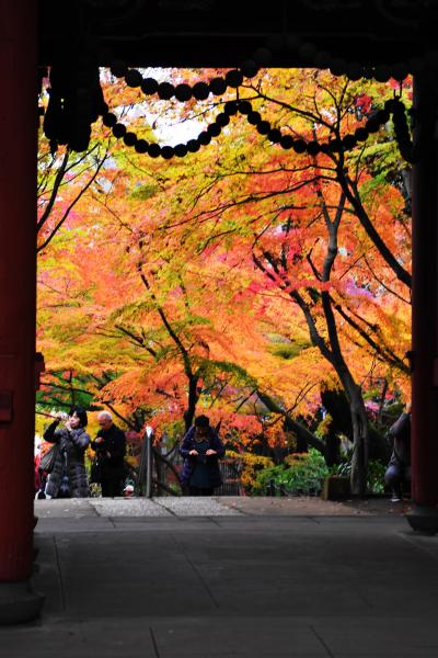 四季の寺 本土寺の紅葉を撮る