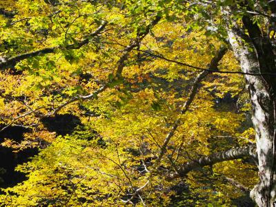 14’秋の大山ぶなの森ウォーク