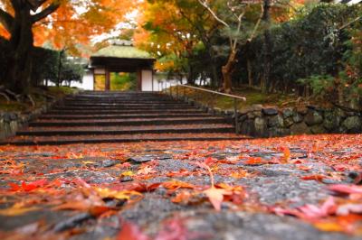 朝の東福寺に夜の永観堂。京都の紅葉初体験は水曜定休にご用心。